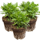 Set of 3 or 6 Large Plants - Argyranthemum Madeira White, Outdoor Garden Ready