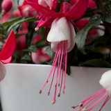 Set of 3 or 6 Large, Outdoor Garden Ready Plants - Fuchsia Bella Evita (Red & White)