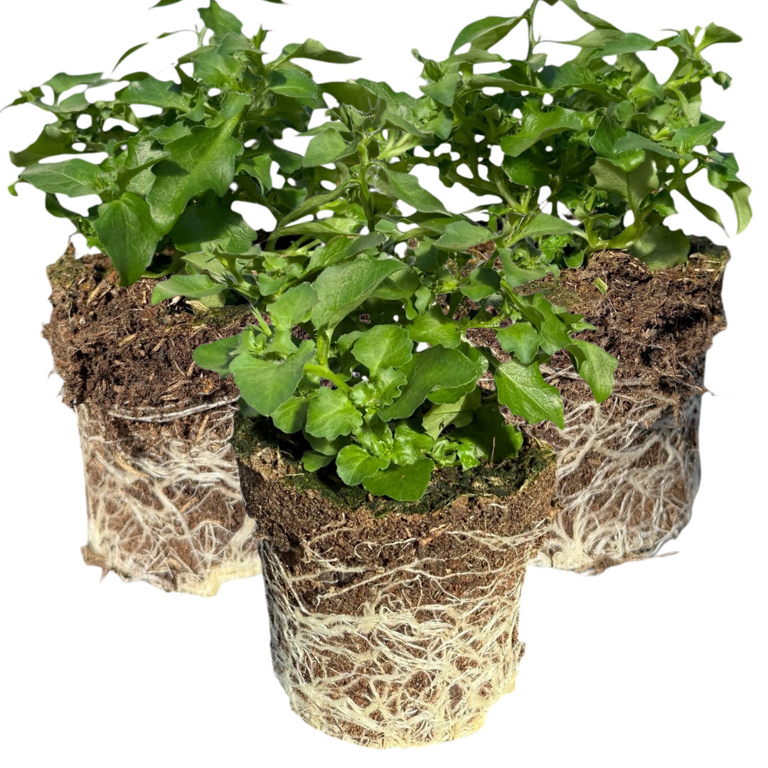 Set of 3 or 6 Large Lobelia Plants - Hot WaterBlue Improved, Ready to Plant in Your Garden