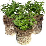 Set of 3 or 6 Large Lobelia Plants - Hot WaterBlue Improved, Ready to Plant in Your Garden