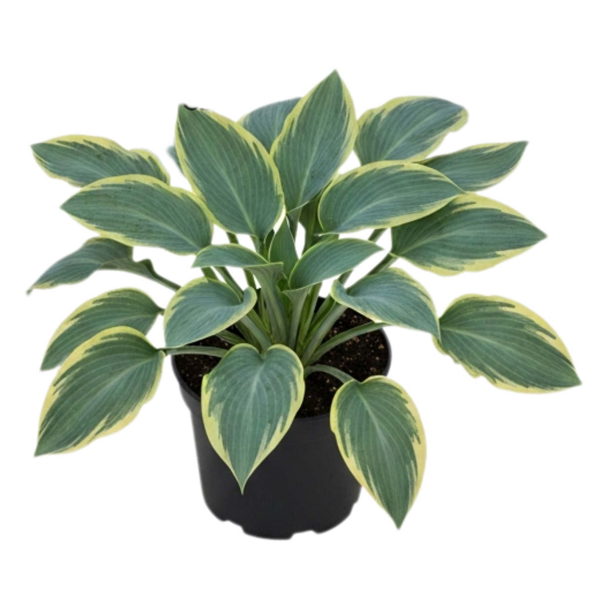 Hosta Tears from Heaven, 3 Litre Pots, Garden Ready