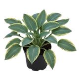 Hosta Tears from Heaven, 3 Litre Pots, Garden Ready