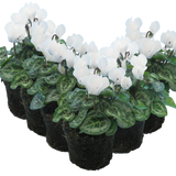 Cyclamen White 10.5cm
