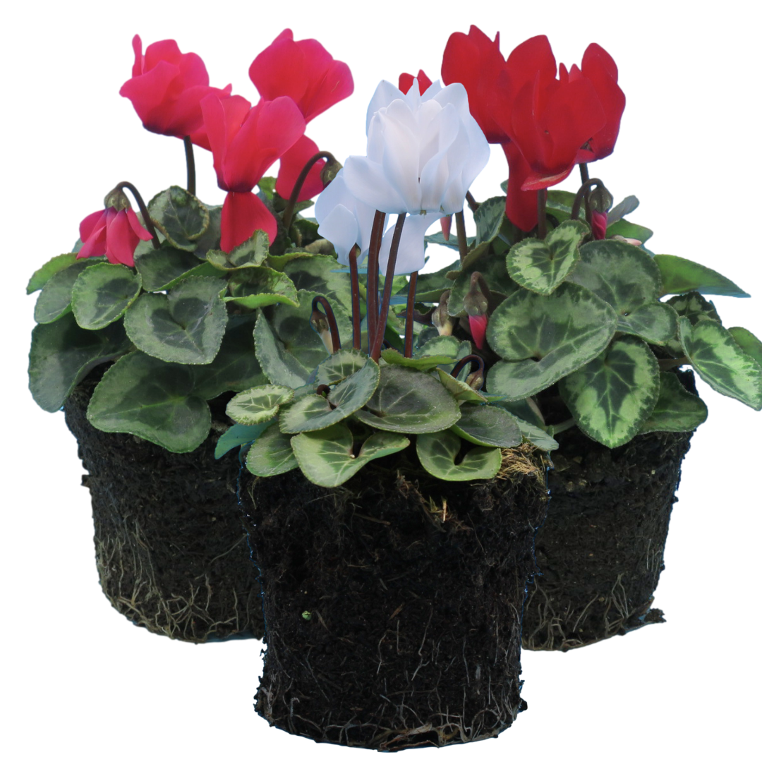 Cyclamen Silver Leaf Mix 10.5cm