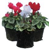 Cyclamen Silver Leaf Mix 10.5cm