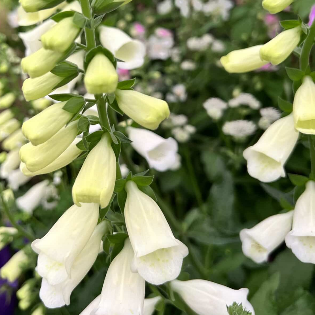 Set of 3 or 6 Large Plants - Foxglove White, Ready to Plant in Your Garden, 1L Rootballs
