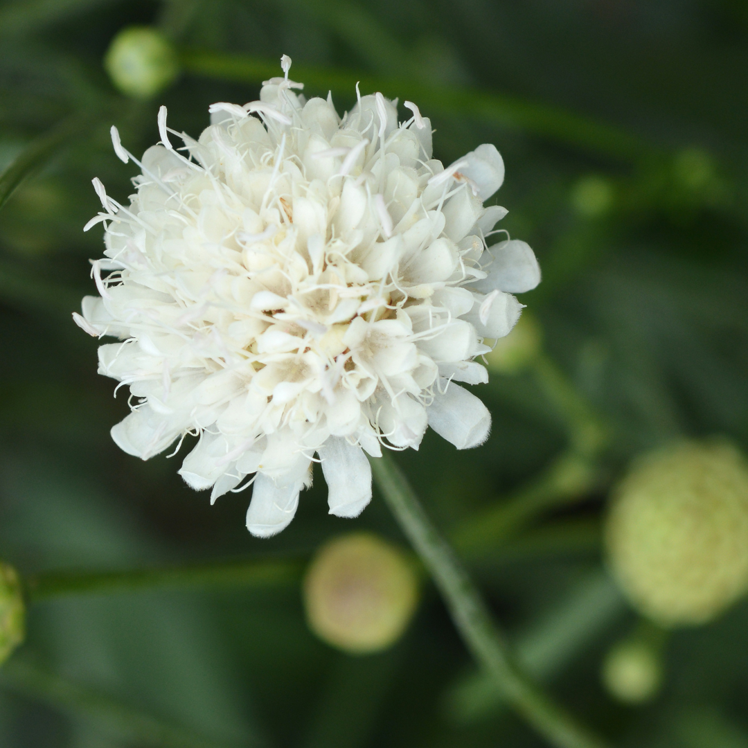 Scabious Kudo White