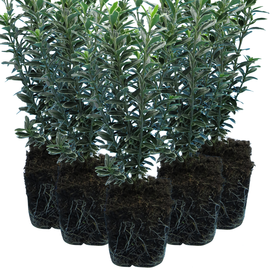 EUONYMUS MICROPHYLLUS ALBOVARIEGATUS