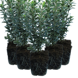 EUONYMUS MICROPHYLLUS ALBOVARIEGATUS