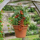 Set of 3 or 6 Large Plants - Tomato Crokini Variety, Ready to Plant in Your Garden
