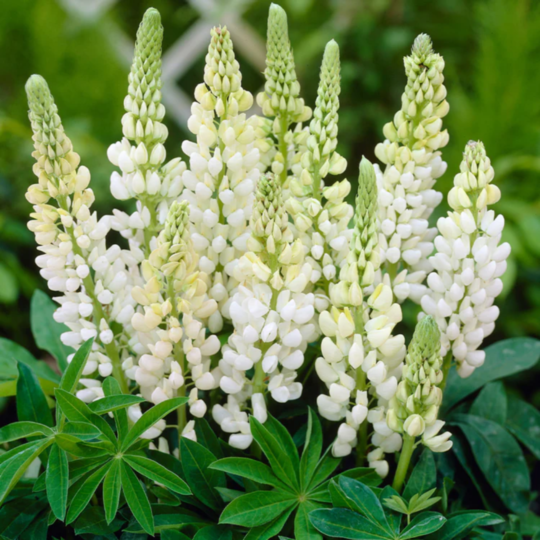 Lupin Legendary White Shades