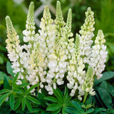 Lupin Legendary White Shades