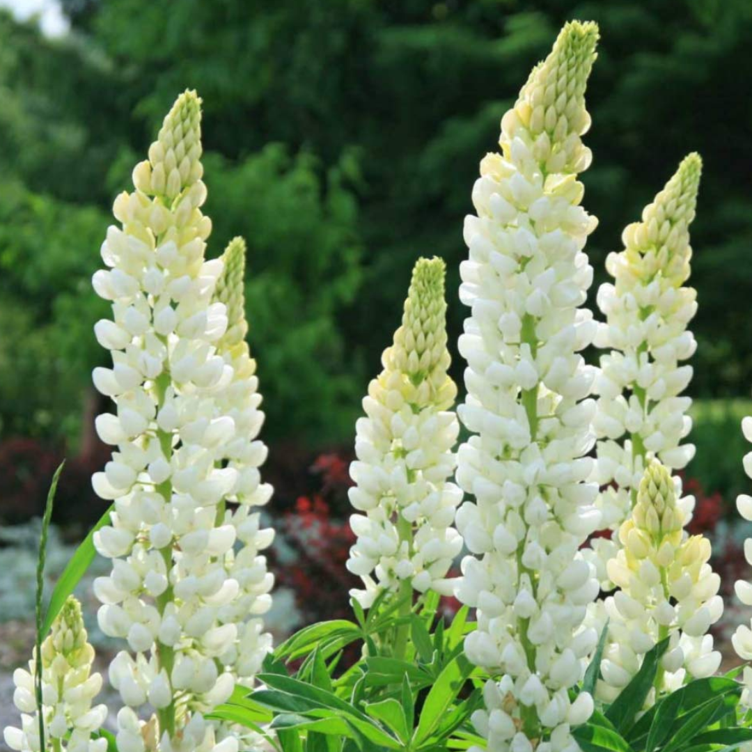 Lupin Legendary White Shades