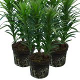 Set of 3 or 6 Large Garden Lily Plants - Asiatic Lily Orange, Ready to Plant in Your Garden