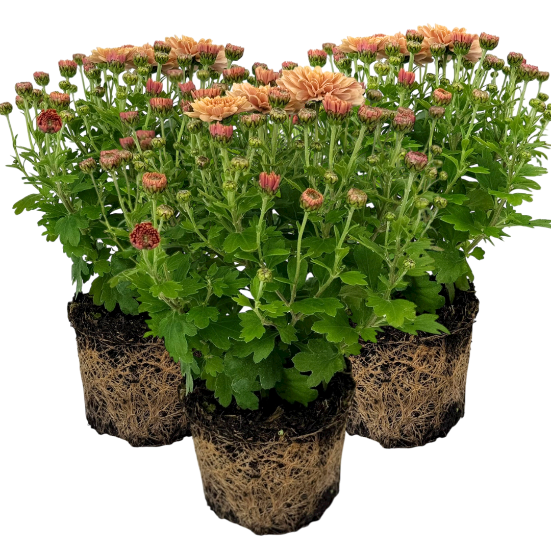 Chrysanthemum Orange