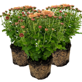 Chrysanthemum Orange
