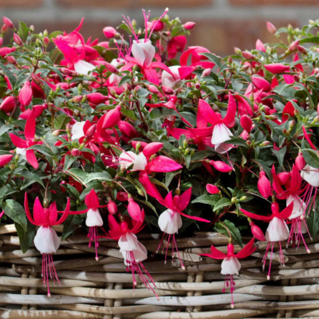Set of 3 or 6 Large, Outdoor Garden Ready Plants - Fuchsia Bella Evita (Red & White)
