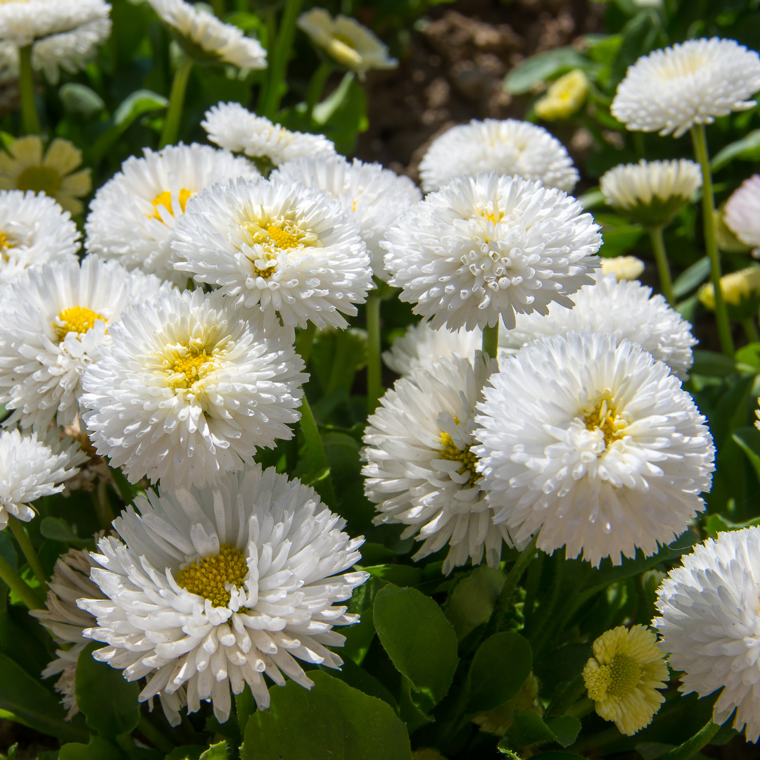 Bellis White