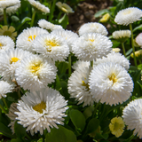 Bellis White