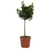 1 Holly Heckenfee Standard Tree – Outdoor Garden Ready, Supplied Fresh in 5L Pot