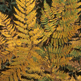 Alpine Wood Fern Dryopteris Wallichiana/Jurassic Gold