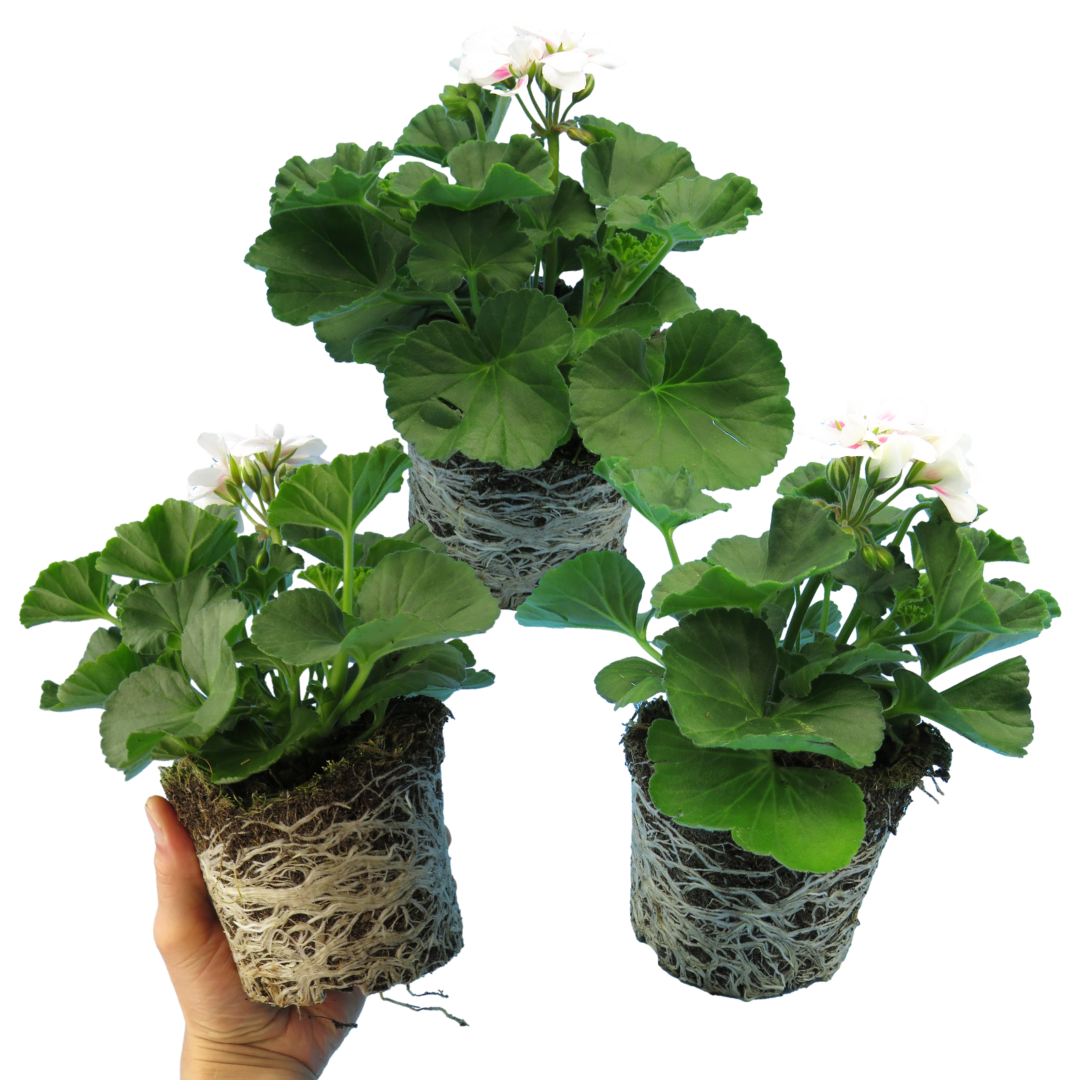 Set of 3 or 6 Large Plants - Pelargonium Toscana Dolce Vita Stella, Ready to Plant in Garden