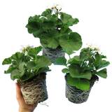Set of 3 or 6 Large Plants - Pelargonium Toscana Dolce Vita Stella, Ready to Plant in Garden