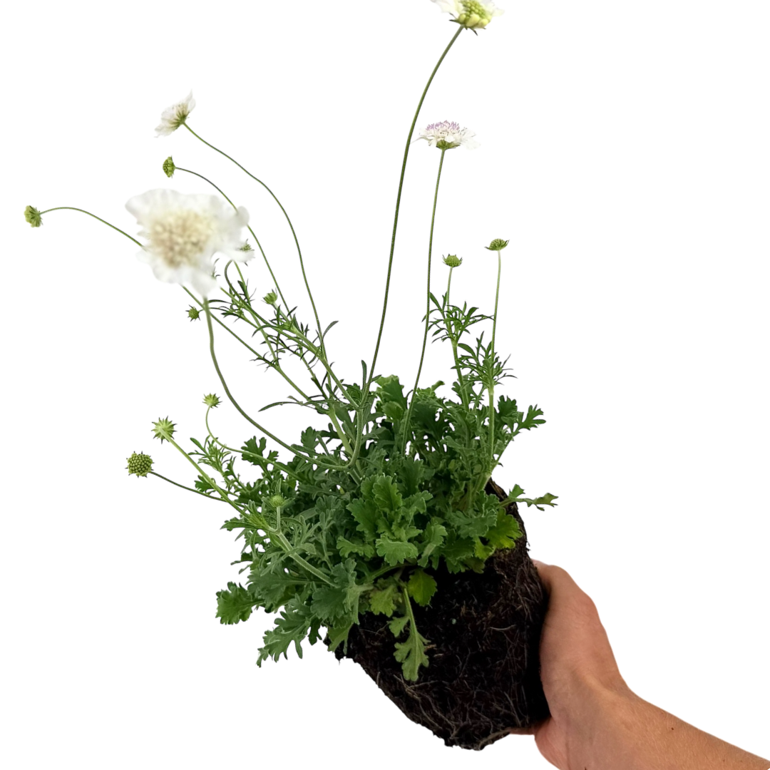Scabious Kudo White