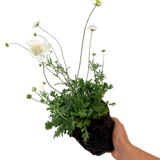 Scabious Kudo White