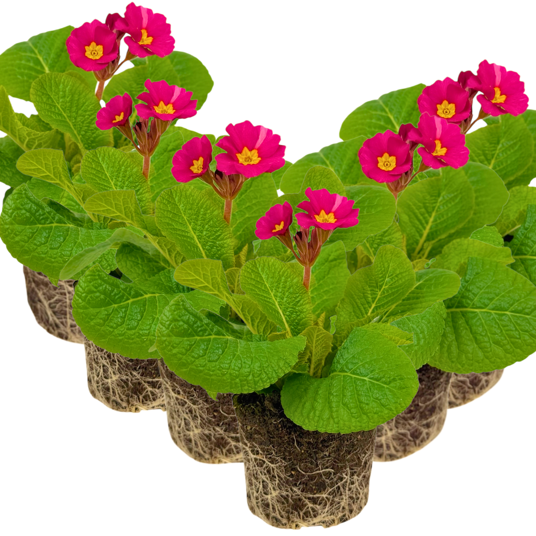 Polyanthus Stella Cherryade