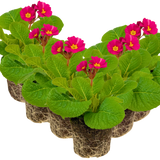 Polyanthus Stella Cherryade