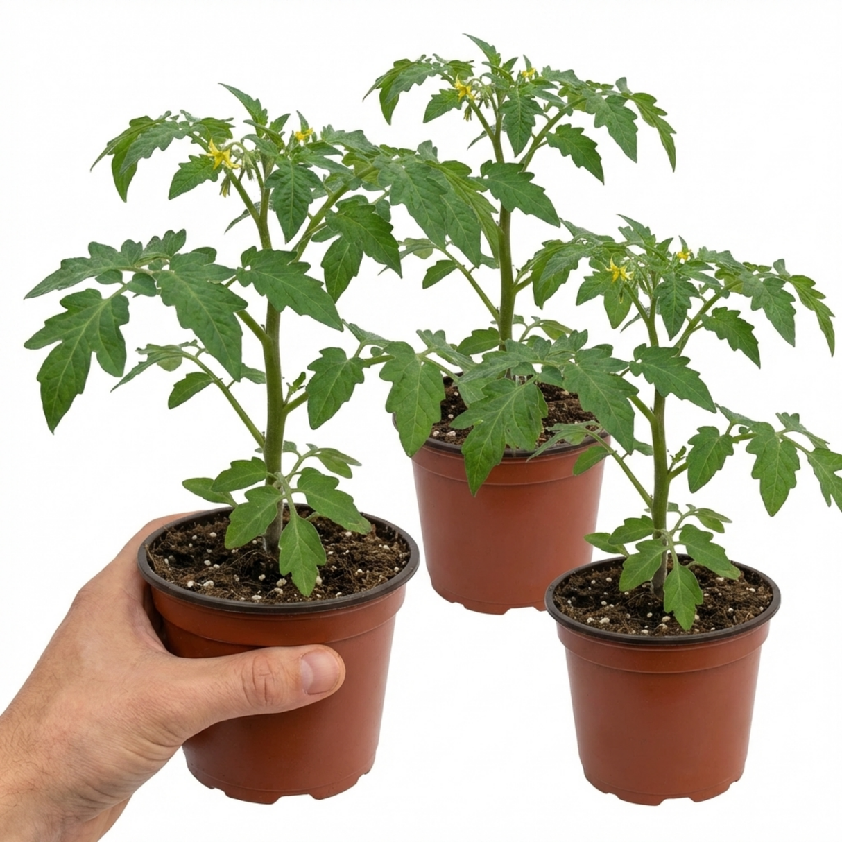 Set of 3 or 6 Large Plants - Tomato Crokini Variety, Ready to Plant in Your Garden