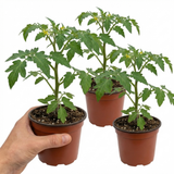 Set of 3 or 6 Large Plants - Tomato Crokini Variety, Ready to Plant in Your Garden