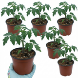Set of 3 or 6 Large Plants - Tomato Crokini Variety, Ready to Plant in Your Garden