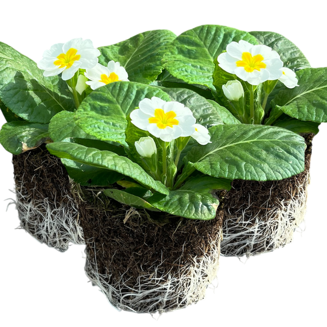 Primrose White