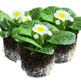 Primrose White