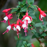 Fuchsia Snowcap
