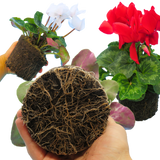 Large Cyclamen Flame Growers Selection