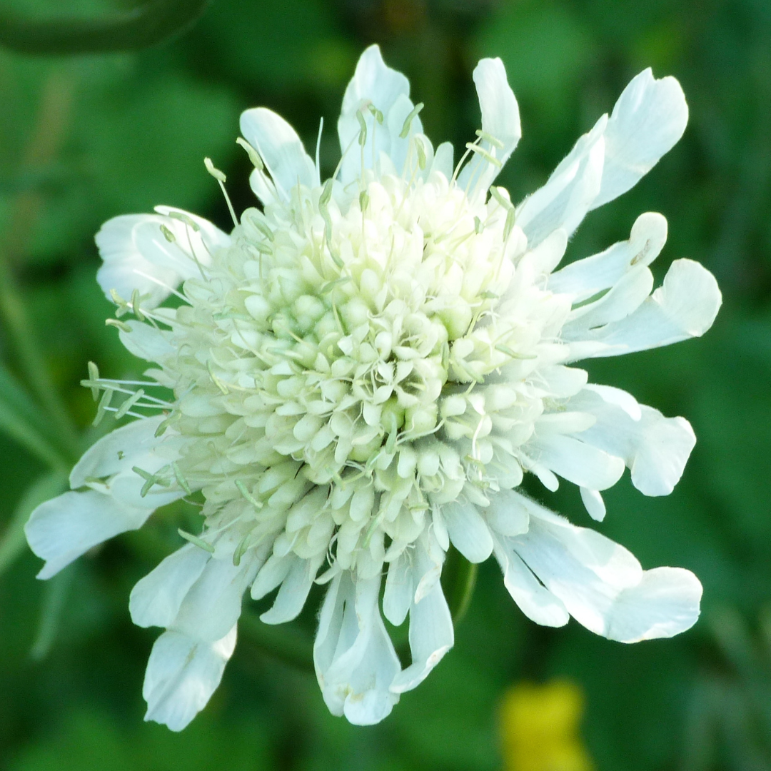 Scabious Kudo White