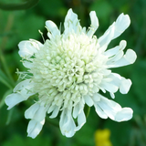 Scabious Kudo White