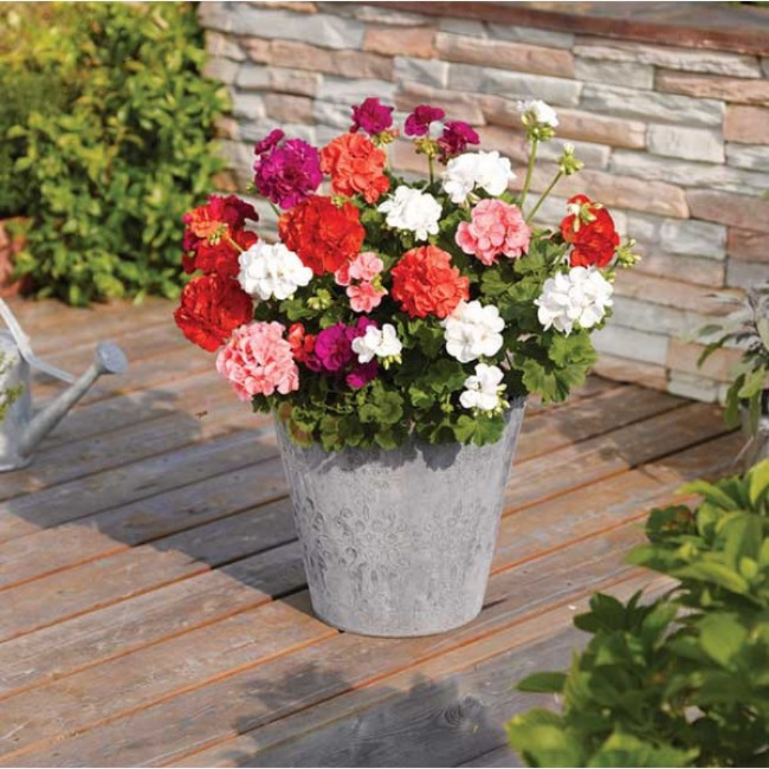 Set of 3 or 6 Large Plants-Garden Ready Pelargonium Toscana Dolce Vita Emma or Smart Lenja
