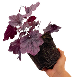 Heuchera Grape Timless