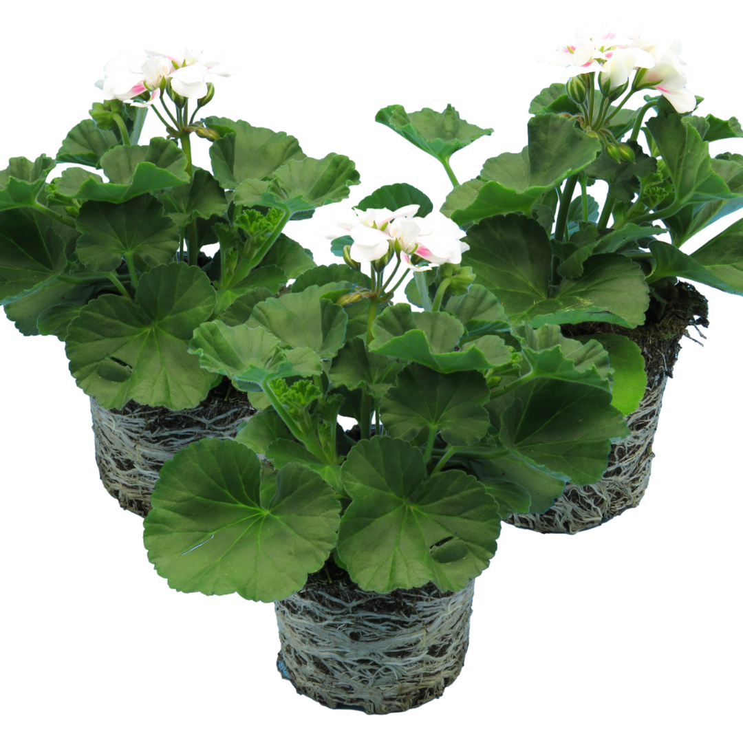 Set of 3 or 6 Large Plants - Pelargonium Toscana Dolce Vita Stella, Ready to Plant in Garden