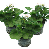 Set of 3 or 6 Large Plants - Pelargonium Toscana Dolce Vita Stella, Ready to Plant in Garden