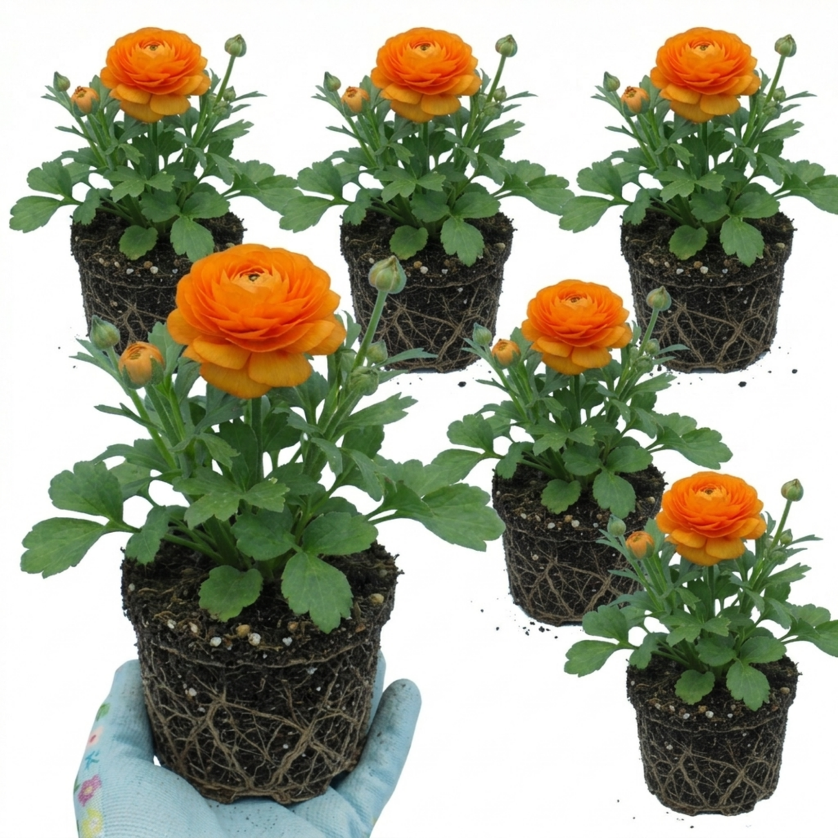 Set of 3 or 6 Large, Outdoor Garden Ready Plants - Rannunculus Vortex Orange, 10.5 cm