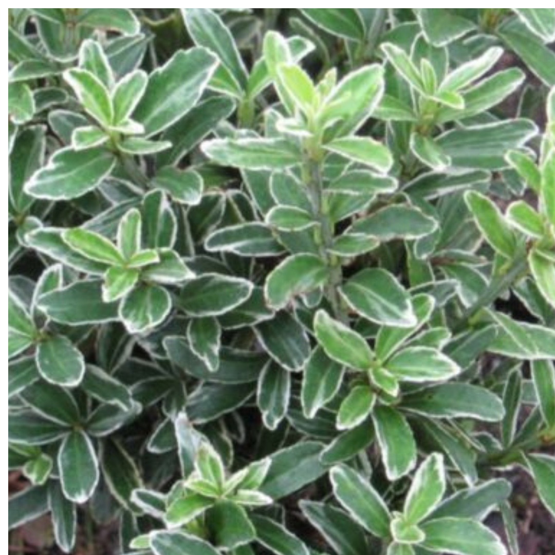 EUONYMUS MICROPHYLLUS ALBOVARIEGATUS