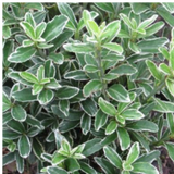 EUONYMUS MICROPHYLLUS ALBOVARIEGATUS