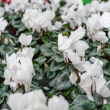 Cyclamen White 10.5cm