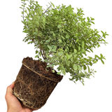 Pittosporum Silver Ball