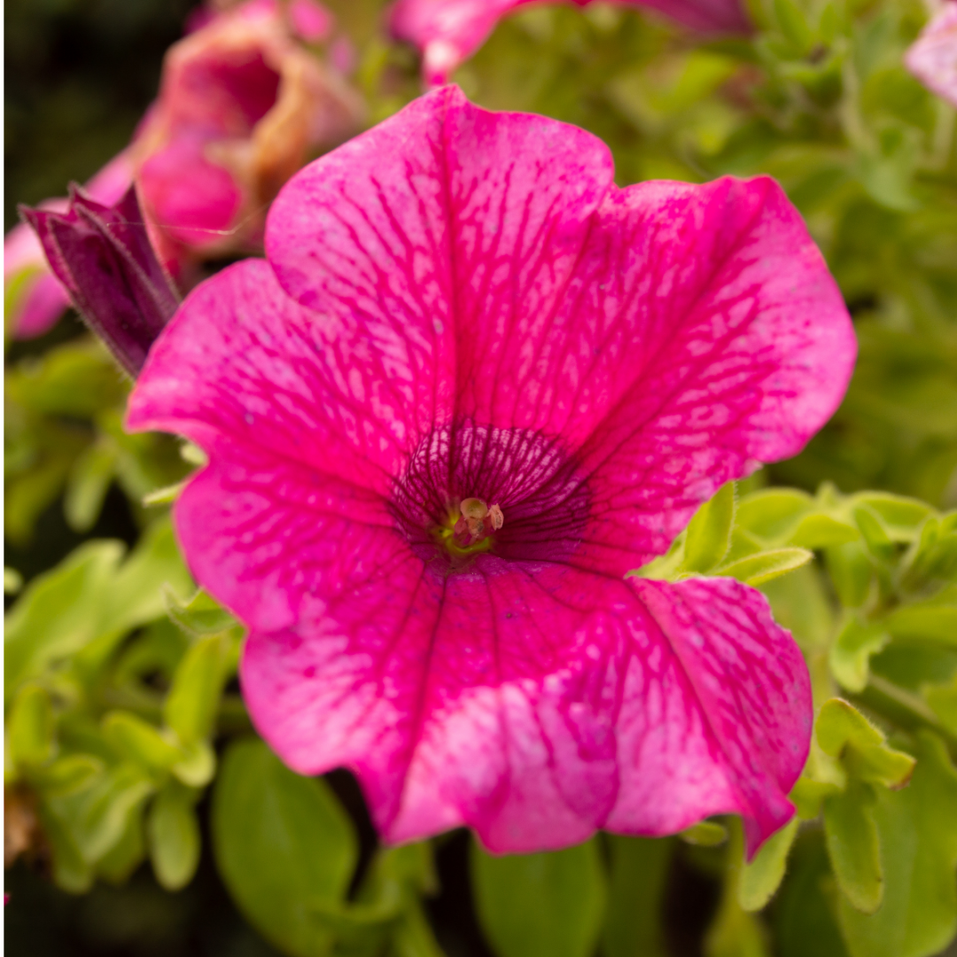 Set of 3 or 6 Large Plants - Petunia Surfinia Hot Pink, Outdoor Garden Ready